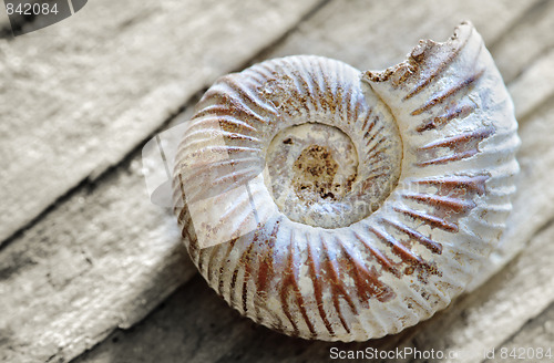 Image of shell on wood