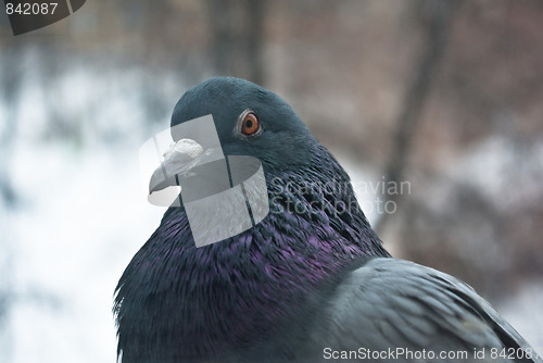 Image of pigeon head