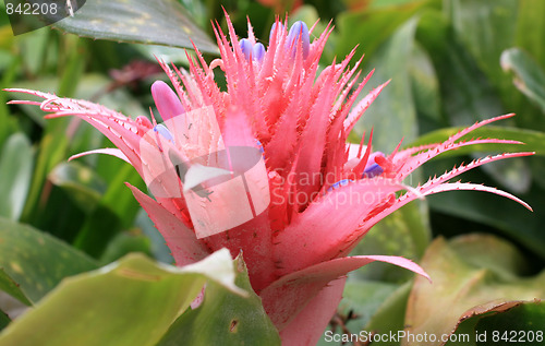 Image of Cactus with flower