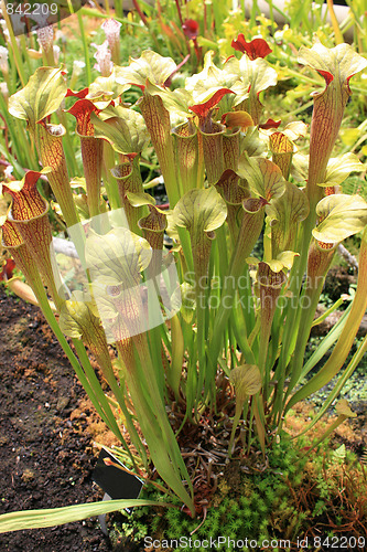 Image of Calla flowers