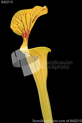 Image of Calla flower