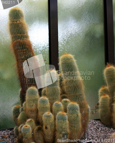 Image of Cactus