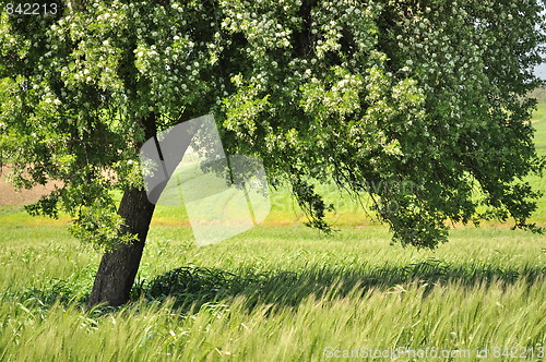 Image of lonely tree and field 