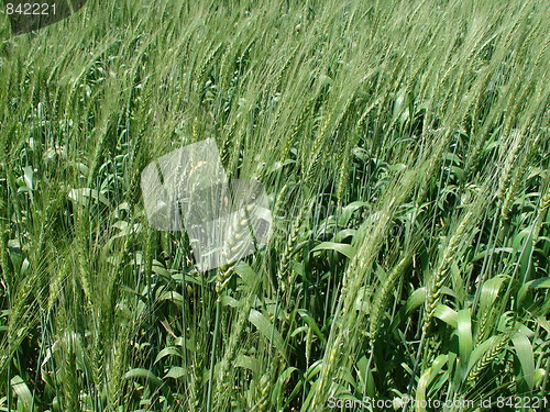 Image of wheat field 