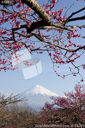 Image of Plum Blossoms III