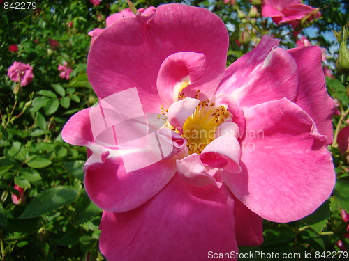 Image of Time for flowers.