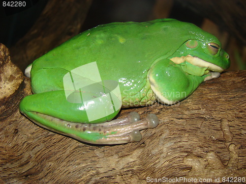 Image of Frog