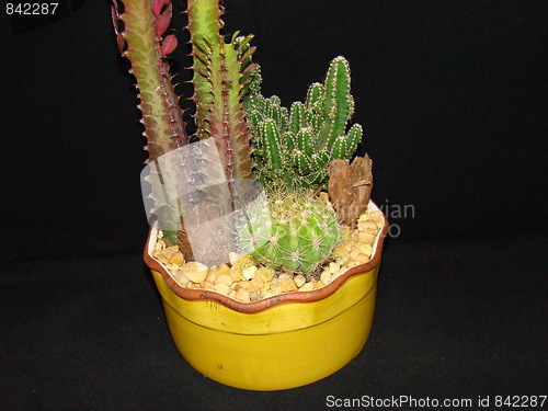 Image of Cactus plant.
