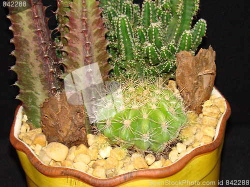 Image of Cactus plant.