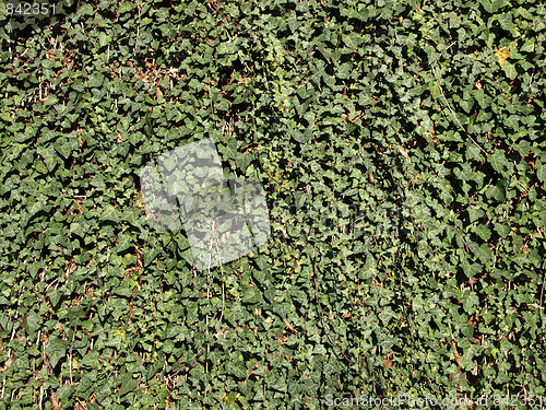 Image of Ivy