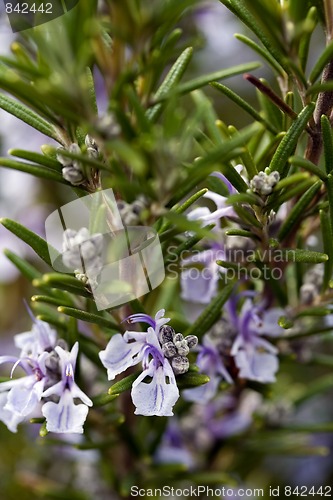 Image of rosemary