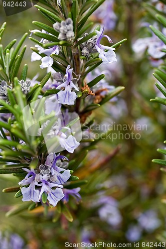 Image of rosemary