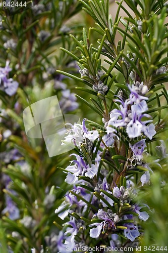 Image of rosemary