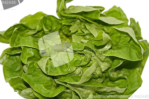 Image of lettuce