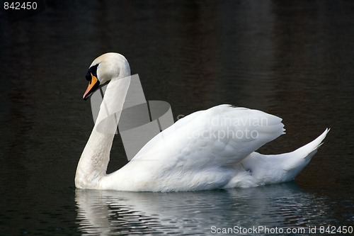 Image of swan