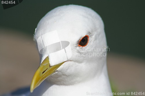 Image of portrait of a seagull