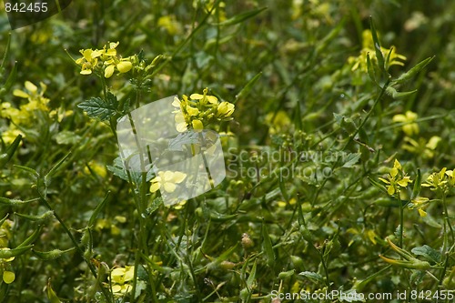 Image of mustard white