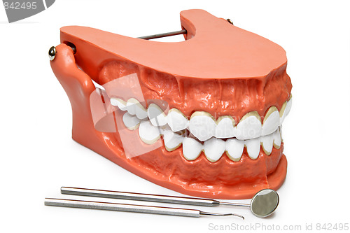 Image of Teeth model