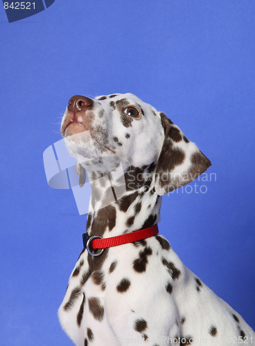 Image of Dalmation