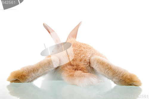 Image of beautiful bunny lying seen from back