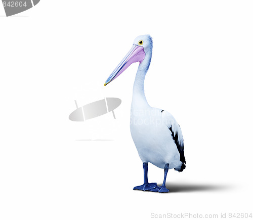 Image of pelican