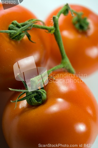 Image of bush tomatoes