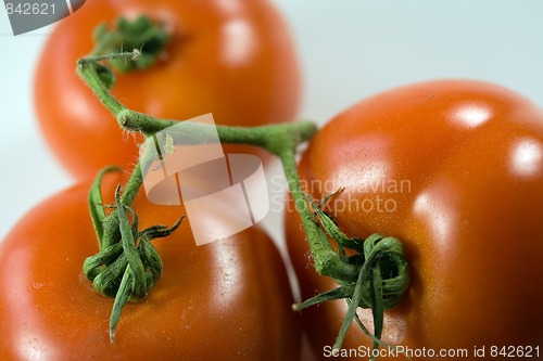 Image of bush tomatoes