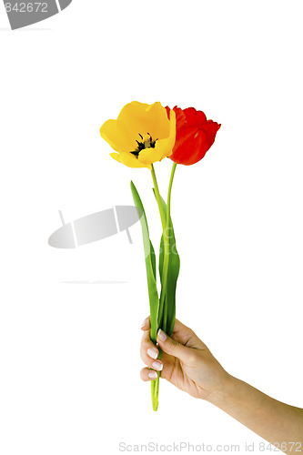 Image of Red and yellow tulips