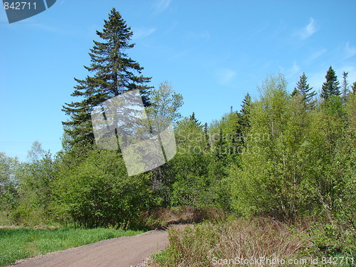 Image of The nature of nature.