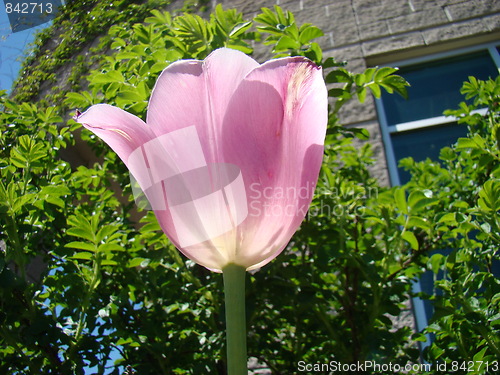 Image of Time for flowers.