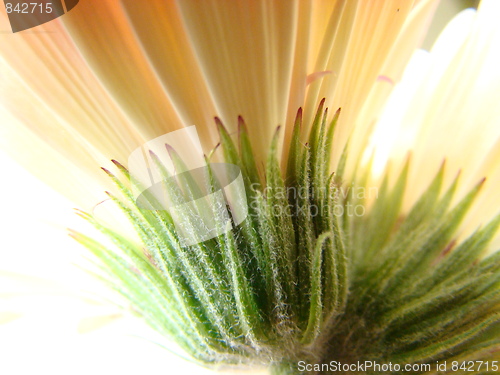 Image of Time for flowers.