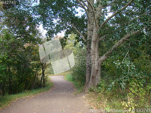 Image of Nature of the forest.