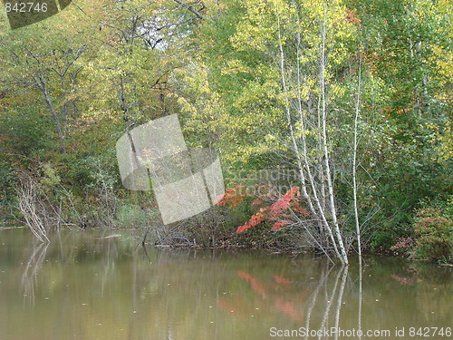Image of Nature of the forest.