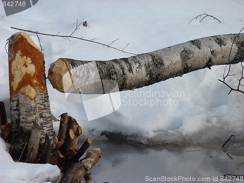 Image of Nature of the forest.