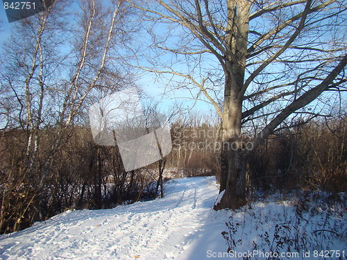 Image of Nature of the forest.