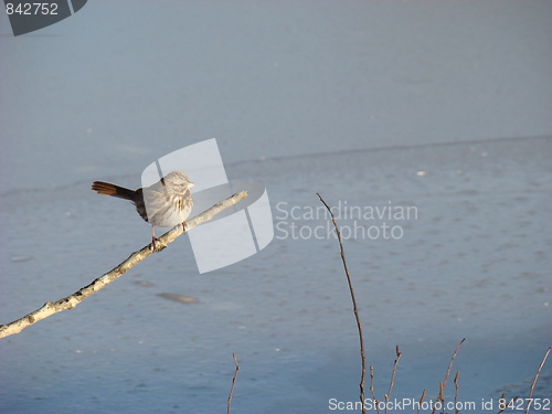 Image of Winter bird