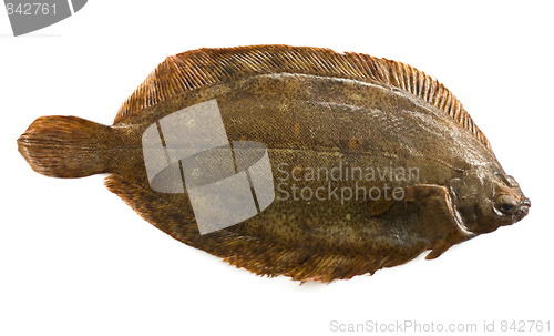 Image of Torbay sole