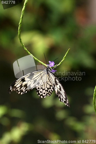 Image of Butterfly