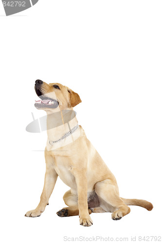 Image of panting labrador