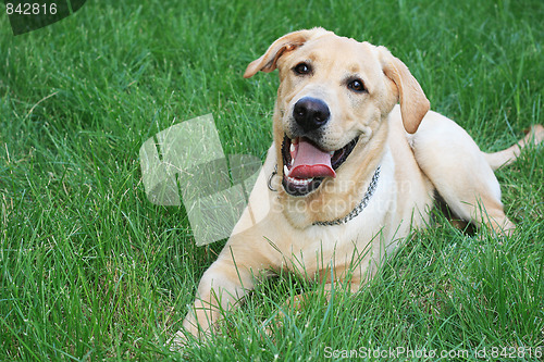 Image of Golden retriever on grass