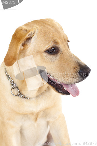 Image of Face of a labrador