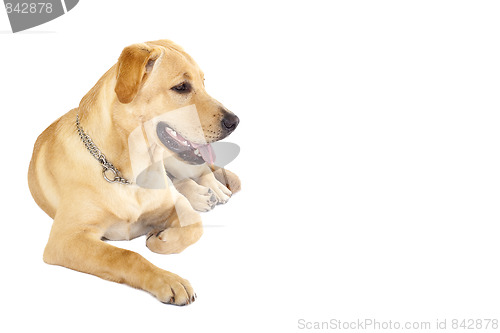 Image of golden retriever dog