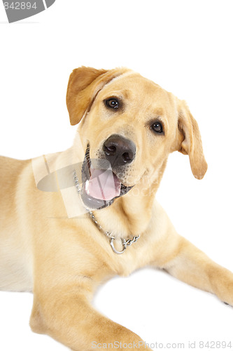 Image of   Puppy Labrador