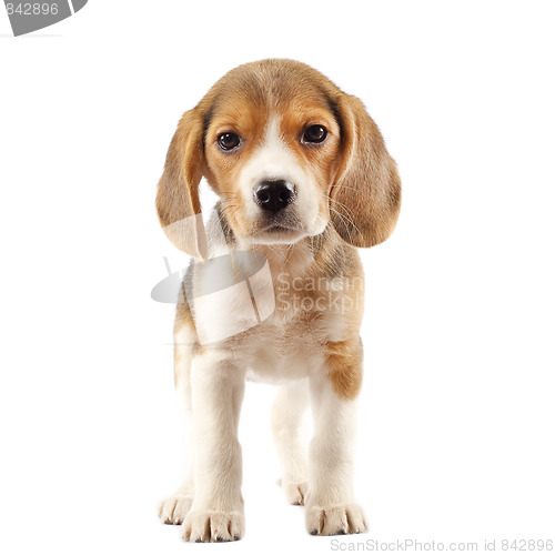 Image of Beagle puppy