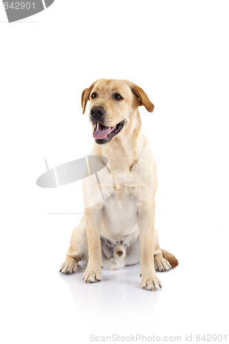 Image of golden retriever dog