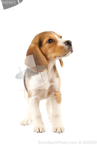 Image of small Beagle puppy