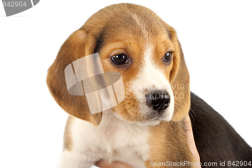 Image of closeup of a little beagle