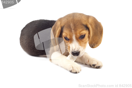 Image of  beagle pup chewing