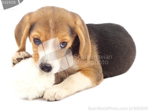 Image of pup chewing on it's fur ball