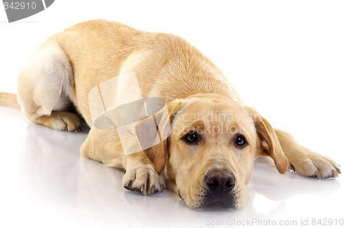 Image of  cream labrador